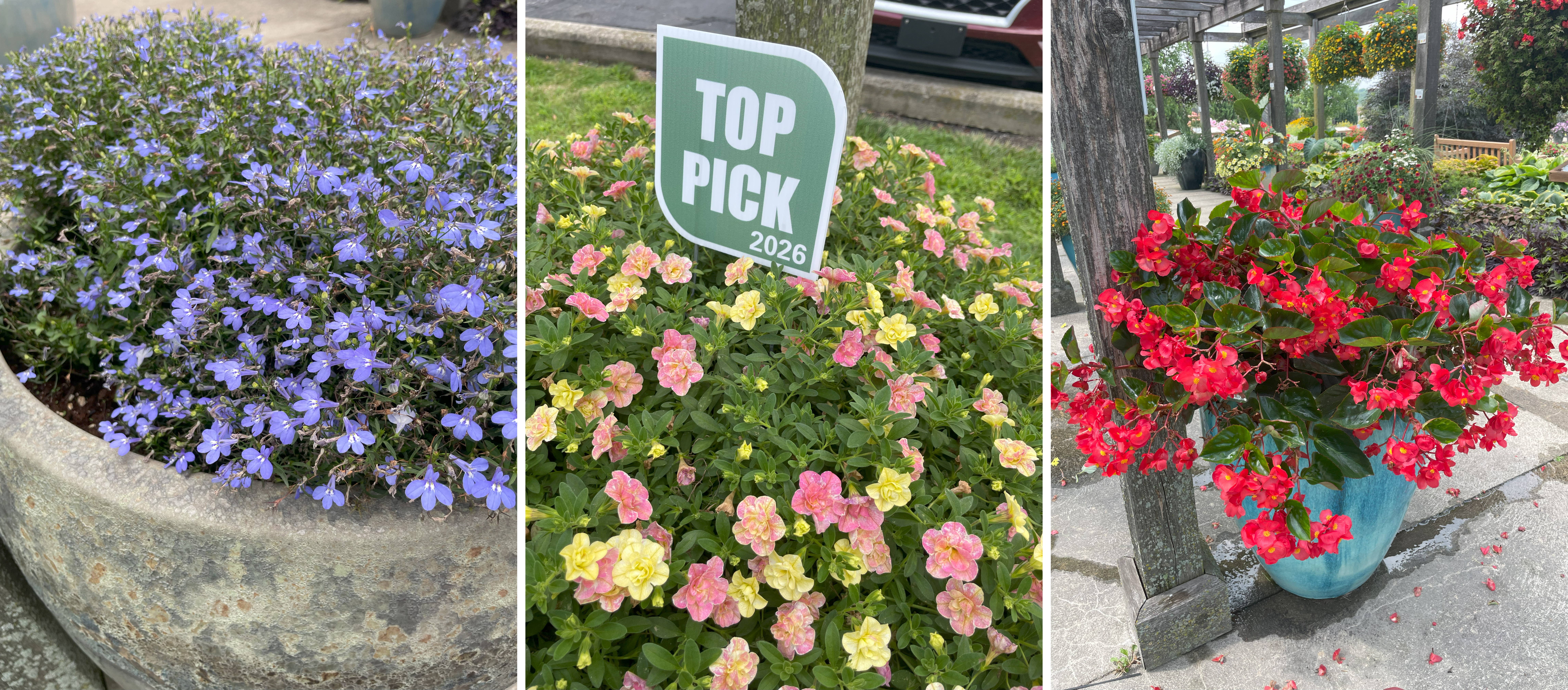 Three photos of garden plants. Left: A large stone planter filled with masses of small purple-blue flowers. Center: A colorful cluster of yellow, pink, and peach bicolor flowers with a “Top Pick 2026” sign. Right: A bright blue ceramic pot overflowing with glossy-leaved red begonias under a pergola walkway.